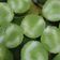 Cooksnap dari Irmayanti untuk resep Kue Nona Manis pandan