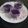 Charusheela Prabhu's cooksnap of when they made गोकर्ण फुलांचा चहा (Butterfly Pea Flower Tea Recipe In Marathi).