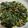 Cooksnap dari Pamelawati Sutanto untuk resep Gulai daun singkong teri pete