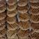 Cooksnap dari Roro Tuti untuk resep Oat Choco Cheese Cookies