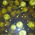Bushra Mazhar's cooksnap of when they made Lasode Ka Achar.
