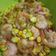 Cooksnap dari Wahyu Qur'ana untuk resep Serundeng jagung udang Banyuwangi
