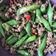 Cooksnap dari Oppie_Novie untuk resep Baby Buncis Daging Cincang