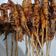 Cooksnap dari Zuni Sulistiana untuk resep Udang windu bakar Teflon (tiger prawn)