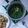 Cooksnap dari Happy Endahsa (Happy End) untuk resep Sayur daun kelor jagung manis