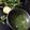 Areeba Muhammed's cooksnap of when they made Green Chutney.
