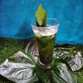 Barnali Debdas's cooksnap of when they made Paan mocktail.