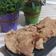 Cooksnap dari minori dewi untuk resep Crispy chicken skin