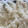 El cooksnap de Irene-Guirao cuando hizo Arroz blanco con bacalao.