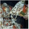 Shivani Nilesh Srivastava's cooksnap of when they made Homemade pizza.