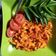 Cooksnap dari Munawaroh untuk resep Ayam suwir pedas/ayam cubit