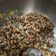El cooksnap de Monyvmr cuando hizo Quinoa tricolor.