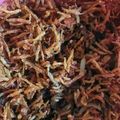 Cooksnap dari cut nehal untuk resep Sambal kering kentang teri