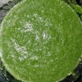 Kristy का कुकस्नैप जब उन्होंने आँवले और हरे धनिये की चटनी (amla aur hare dhaniye ki chutney recipe in Hindi) बनाया था।