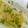 Adity Shah Desai's cooksnap of when they made સુરતી લોચો (Surti Locho Recipe in Gujrati).
