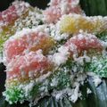 Cooksnap dari Idhea Kholifah untuk resep Lapis pelangi singkong ke-2