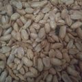 Cooksnap dari mega nopitasari untuk resep Kacang Bawang Goreng