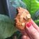 Cooksnap dari kincifoody untuk resep Crunchy chocolate chip cookies #keto