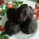 Cooksnap dari Iyang SL untuk resep Bola2 Coklat