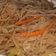  Chef Richa pathak. का कुकस्नैप जब उन्होंने वेज हक्का नूडल्स (Veg Hakka Noodles recipe in hindi) बनाया था।