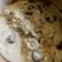Cooksnap dari Aminatun Najariyah untuk resep Mushroom sauce