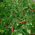 Cooksnap dari Farizka Zikha untuk resep Tumis pucuk daun jipang