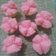 Cooksnap dari Nathasya's Kitchen untuk resep Resep Kue Mangkok Tape Lembut dan Mekar