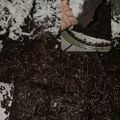 Cooksnap dari Asyera Perangin untuk resep Brownies Keju Panggang