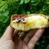 Cooksnap dari Dapur Cwie untuk resep Martabak mini ludess