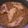 El cooksnap de Alberto Giménez cuando hizo Arroz con pies de cerdo, rovellons y fessolets.