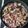 El cooksnap de anabel cuando hizo Níscalos al ajillo con jamón.