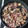 El cooksnap de anabel cuando hizo Níscalos al ajillo con jamón.