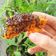 Cooksnap dari Ida Romayani untuk resep Pisang goreng pasir