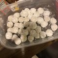 Kendra Hughey's cooksnap of when they made Snow Ball Cookies.