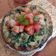 Cooksnap dari Ferasty untuk resep Spinach Omelette / Telur dadar bayam