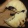 Cooksnap dari Noor Faidah untuk resep Pao /bakpao lembut gk nyeret menul untuk sikecil