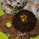 Cooksnap dari siskatania untuk resep Donat maizena tanpa telur