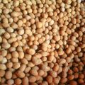 Cooksnap dari Ummu Azzahra untuk resep Kacang telur simple