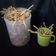 Cooksnap dari Ganis Nanien untuk resep Stik Kripik bawang
