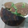 Cooksnap dari Kamzanilulus Sri Hartati untuk resep Roti Sobek Eggless Magicom