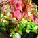 Cooksnap dari Ummi Umar untuk resep Salada khas ranah minang