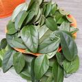 Cooksnap dari suhartati sukidal untuk resep Cincau Hijau (Daun Rambat Bulu)