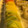 El cooksnap de Irene-Guirao cuando hizo Sushi uramaki arcoiris.