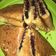 Cooksnap dari Lina B untuk resep (19) Terang Bulan Teflon (Anti Gagal)
