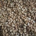 Cooksnap dari Ai Jul untuk resep Kacang Bawang Gurih Anti Gagal