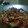 Cooksnap dari Farikha Rahma untuk resep Lobster goreng mentega