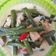 Cooksnap dari Phoolan Devi untuk resep Sayur lodeh tempe kacang panjang