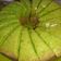 Cooksnap dari Vitha untuk resep Cake pandan lembut simple