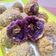 Cooksnap dari Emma Moms Axl Alviano untuk resep Ubi Lumer