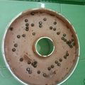 Cooksnap dari isnasyahrullah untuk resep Bolu coklat panggang lembutt, 2 telur, no butter dn besarr